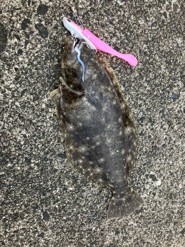 ソゲの釣果