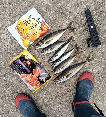 アジの釣果