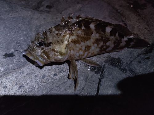 カサゴの釣果