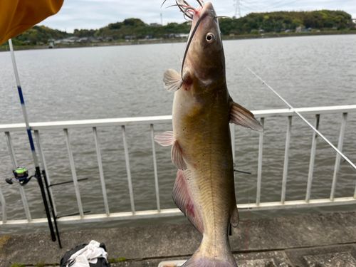 アメリカナマズの釣果