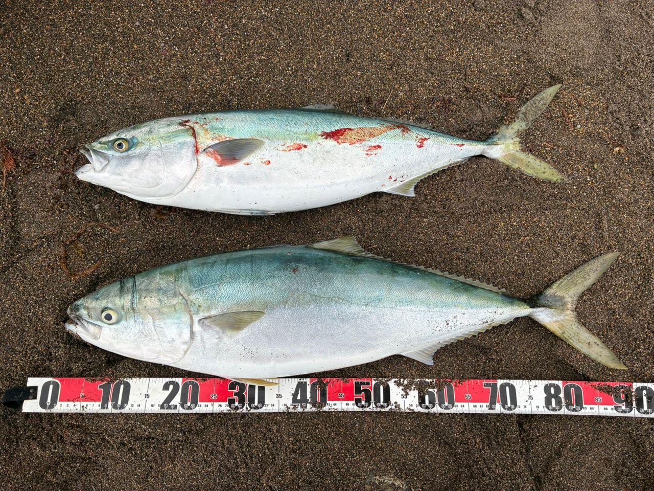 とらたろうさんの2026年04月30日(木)の釣行(新潟県 - 上下浜