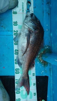 マダイの釣果