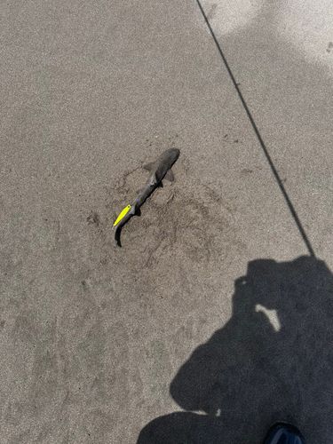 ドチザメの釣果