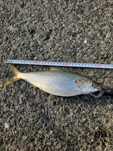 コノシロの釣果