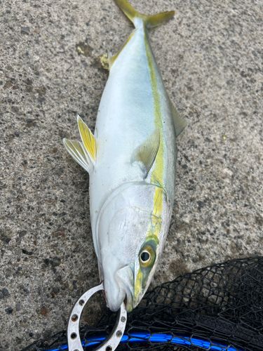 イナダの釣果