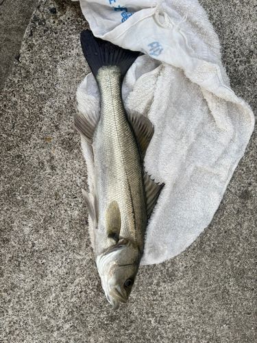 セイゴ（タイリクスズキ）の釣果