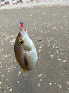 ジューマー(ヒトスジタマガシラ)の釣果