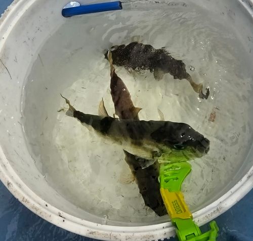 シロサバフグの釣果