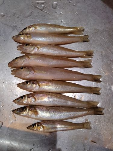 キスの釣果