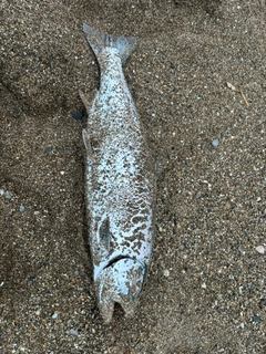 サクラマスの釣果
