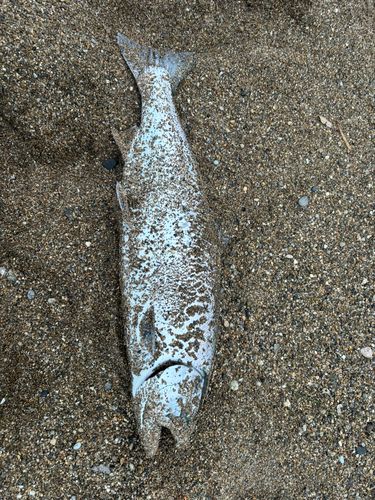 サクラマスの釣果