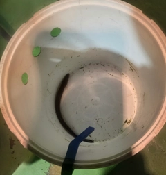 アナゴの釣果
