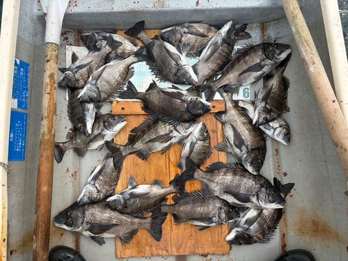 クロダイの釣果