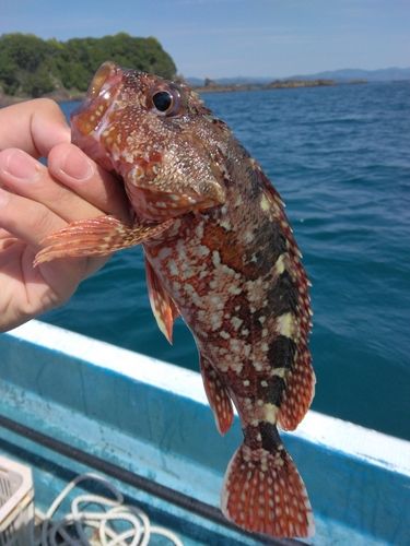 チャイロマルハタの釣果