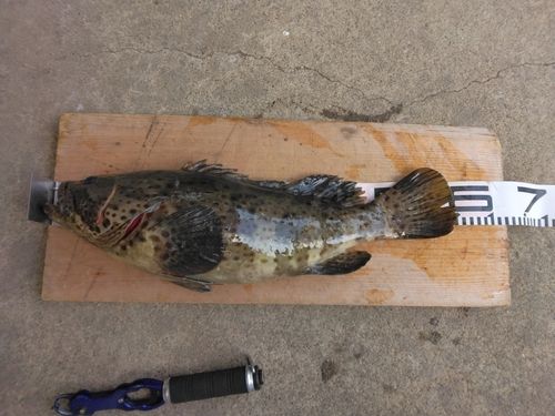 チャイロマルハタの釣果