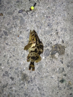 タケノコメバルの釣果