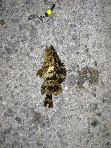 タケノコメバルの釣果