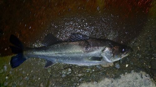 フッコ（マルスズキ）の釣果
