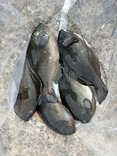 メジナの釣果