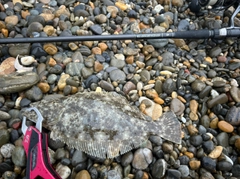 ソゲの釣果
