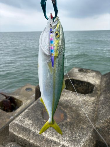 フクラギの釣果