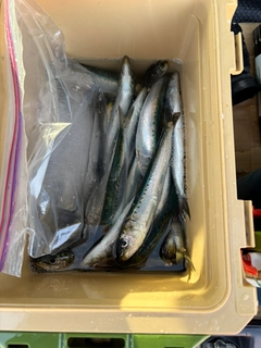 イワシの釣果