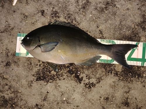 オナガグレの釣果
