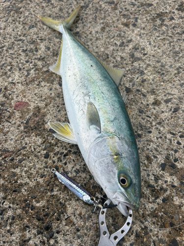 イナダの釣果