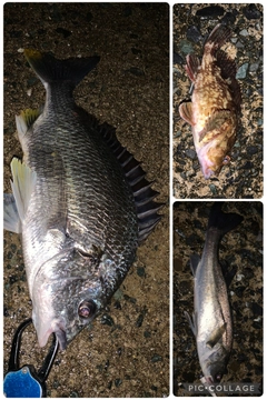キビレの釣果