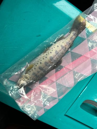 ヤマメの釣果