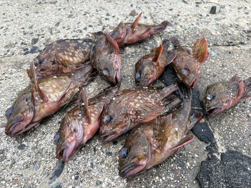 カサゴの釣果