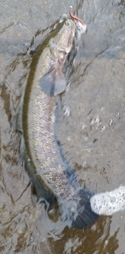 雷魚地図マップ　雷魚釣り　雷魚　静岡県　栃木県　茨城県 茨城県で釣れたライギョの釣り・釣果情報 - アングラーズ | 釣果600万