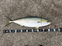 ブリの釣果