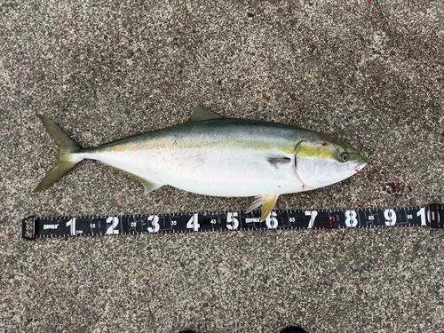ブリの釣果