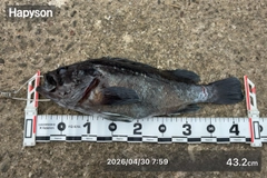 クロソイの釣果