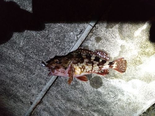 カサゴの釣果