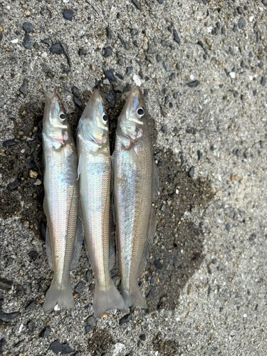 キスの釣果