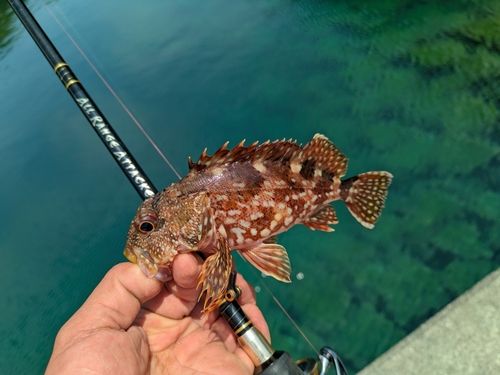 ガシラの釣果
