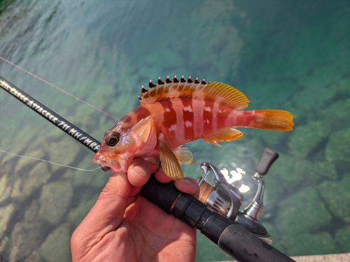 アカハタの釣果