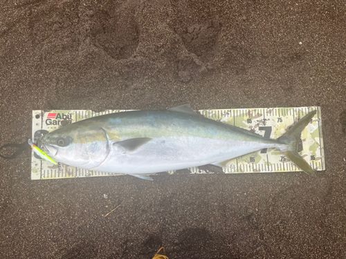 ブリの釣果