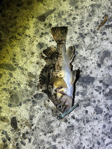 クロソイの釣果