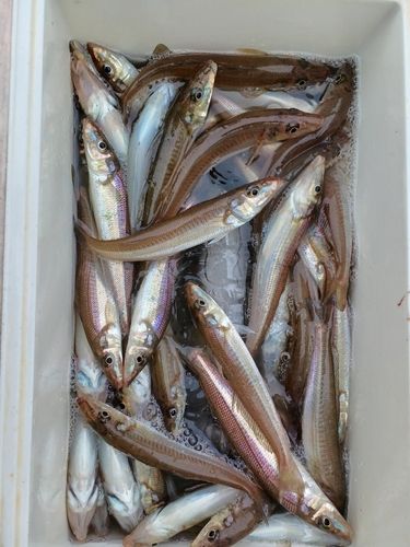 シロギスの釣果