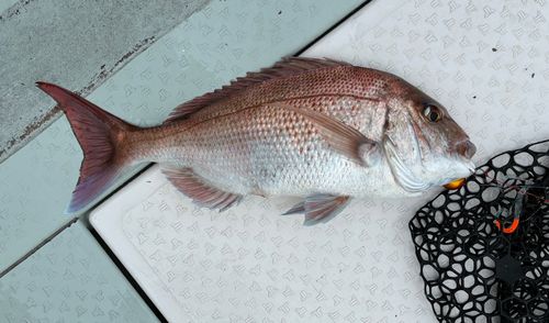 マダイの釣果