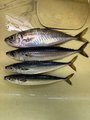 エソの釣果