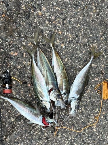 アジの釣果
