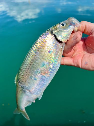 ニシンの釣果
