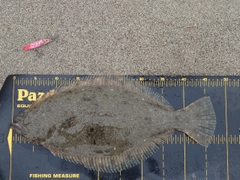 ヒラメの釣果