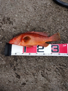 アカハタの釣果