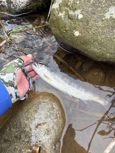 ヤマメの釣果