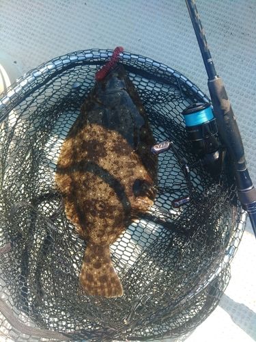 ヒラメの釣果